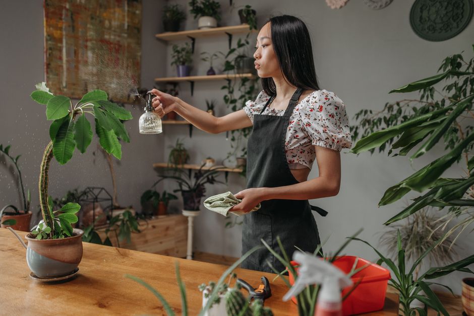 Best Indoor Plants for Beginners: Low-Maintenance Picks That Thrive