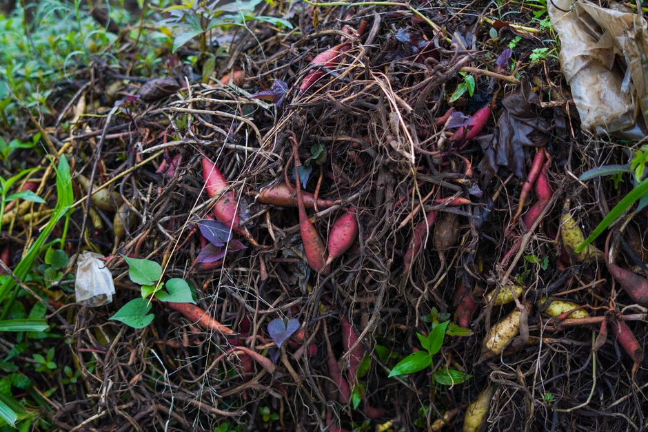 Composting 101: Turn Kitchen Scraps Into Free Garden Gold