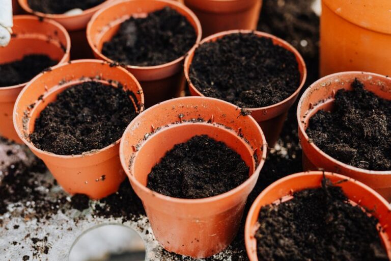 Container Gardening: Grow Food and Flowers in Any Small Space