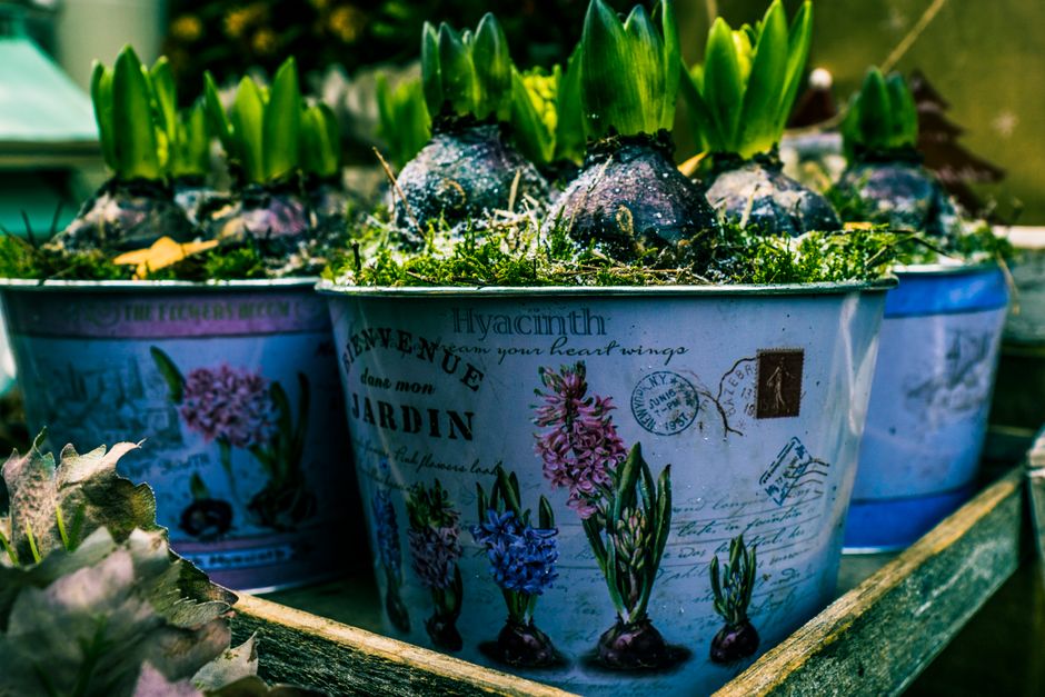 Container Gardening: Grow Food and Flowers in Any Small Space