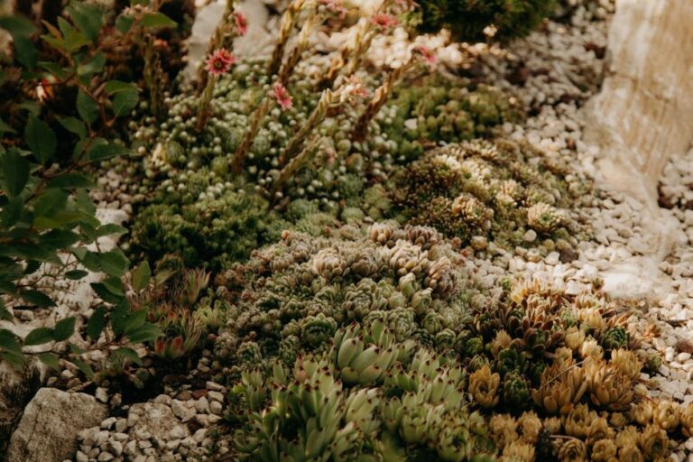 Drought-Tolerant Plants: Save Water and Money With a Beautiful Yard