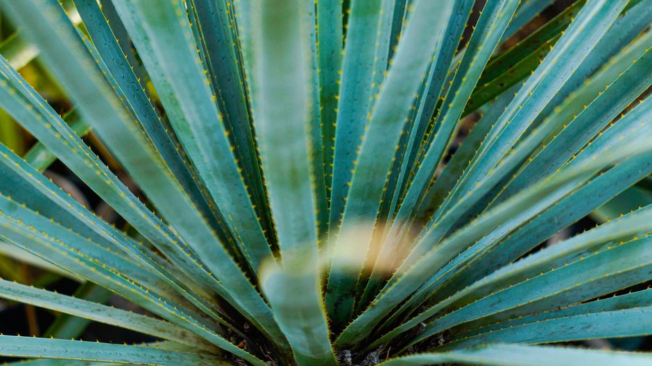 Drought-Tolerant Plants: Save Water and Money With a Beautiful Yard