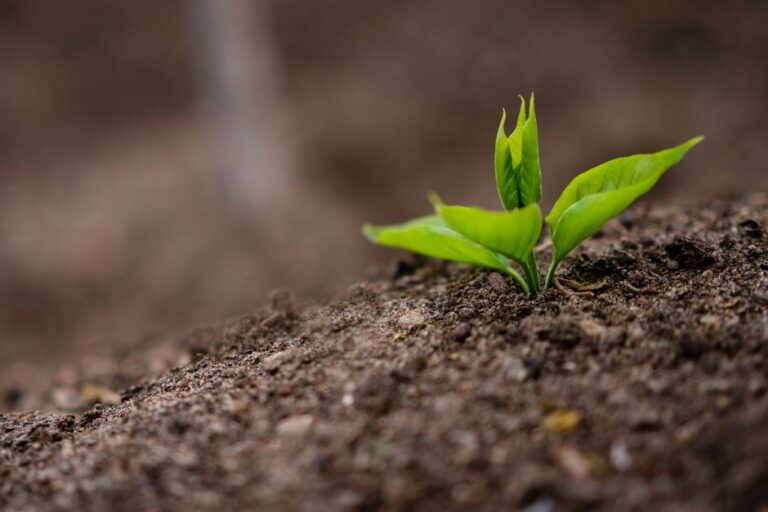 Garden Fertilizer Guide: N-P-K Explained and How to Feed Plants