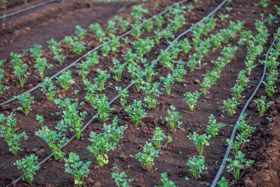 Garden Irrigation Systems: Costs, Types, and How to Choose