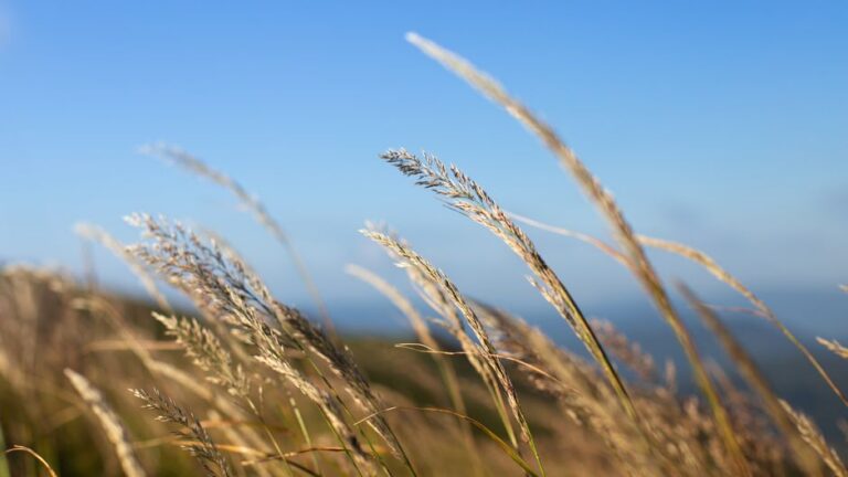 Grass Seed Types Explained: Choosing the Right Seed for Your Lawn