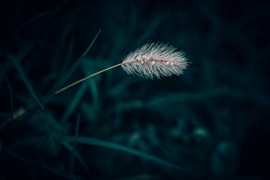 Grass Seed Types Explained: Choosing the Right Seed for Your Lawn