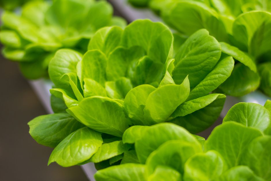 Hydroponics for Beginners: Grow Food Faster Without Soil