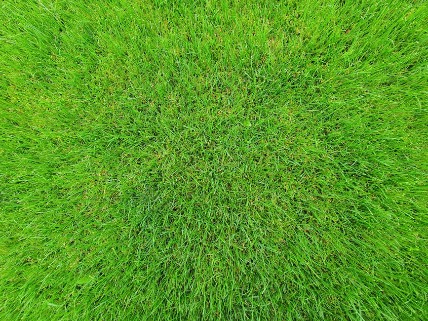 Lawn Aeration Guide: Cost, Benefits, and the Best Time to Aerate