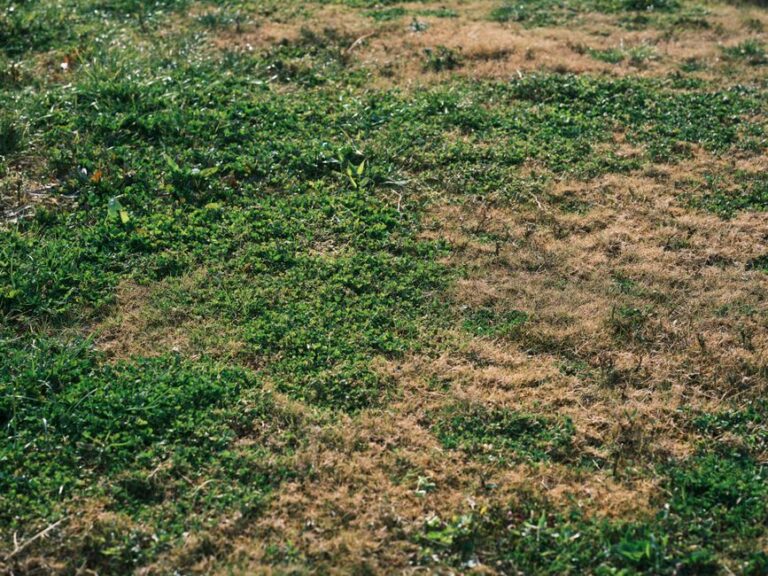 Lawn Disease Treatment: Identify, Cure, and Prevent Common Problems