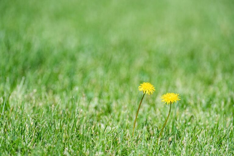 Lawn Weed Control: Costs, Methods, and How to Win the Battle
