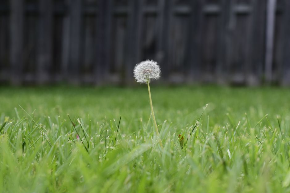 Lawn Weed Control: Costs, Methods, and How to Win the Battle