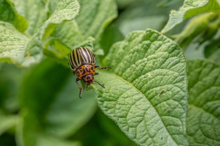 Organic Pest Control: Protect Your Garden Without Chemicals