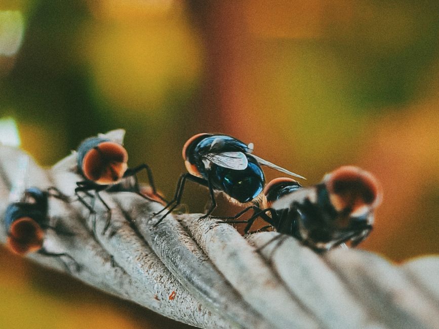 Organic Pest Control: Protect Your Garden Without Chemicals