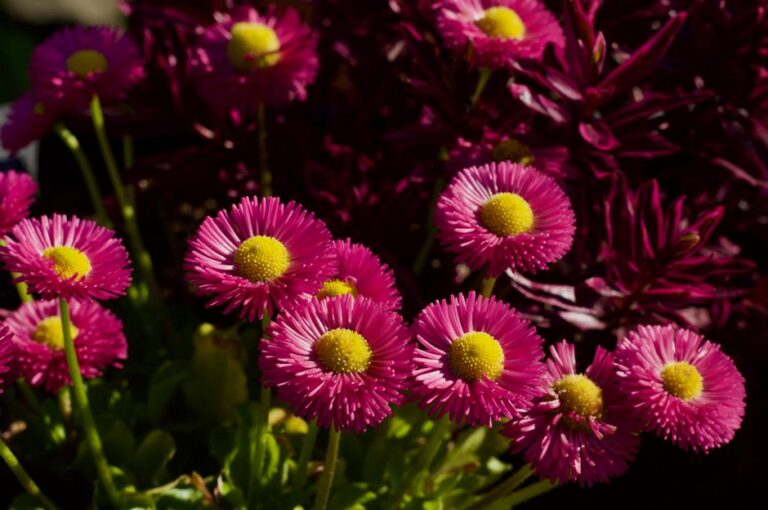 Perennial Flowers: Plant Once, Bloom for Years (Best Picks & Care)