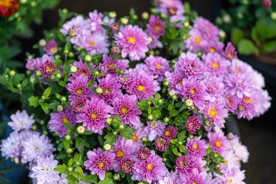 Perennial Flowers: Plant Once, Bloom for Years (Best Picks & Care)