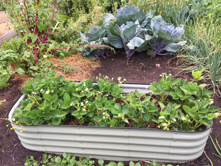 Raised Garden Beds: Costs, ROI, and How to Build Your First Bed