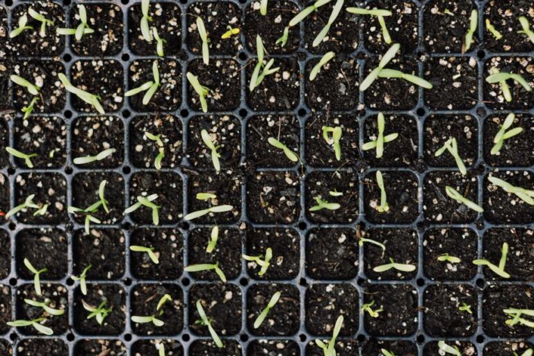 Seed Starting Indoors: Save Money and Grow More From Seed