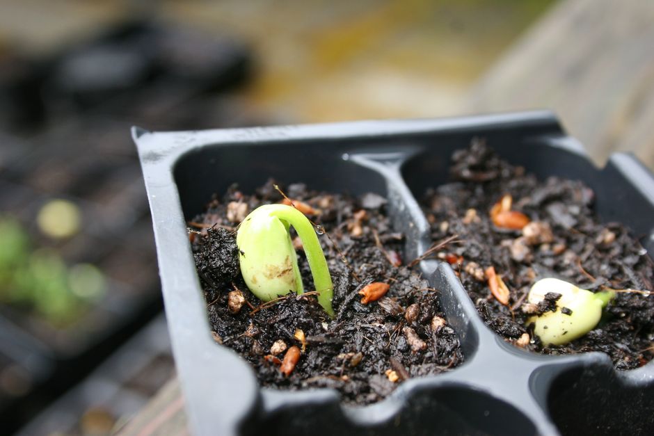 Seed Starting Indoors: Save Money and Grow More From Seed