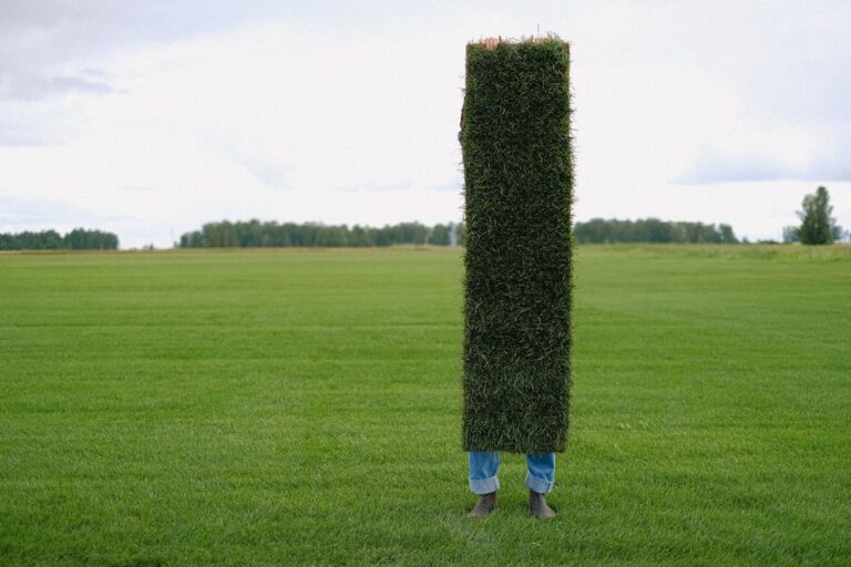 Sod Installation Cost: What to Budget for an Instant Lawn