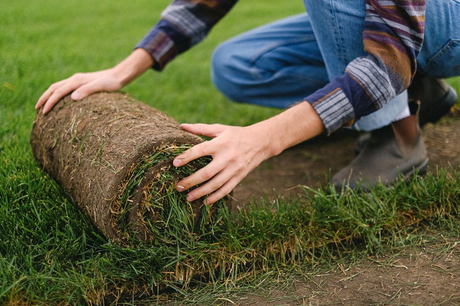 Sod Installation Cost: What to Budget for an Instant Lawn