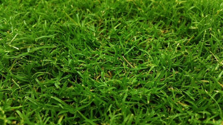 The Complete Lawn Fertilizer Schedule: When and What to Apply