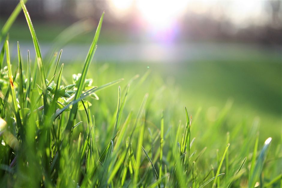 The Complete Lawn Fertilizer Schedule: When and What to Apply