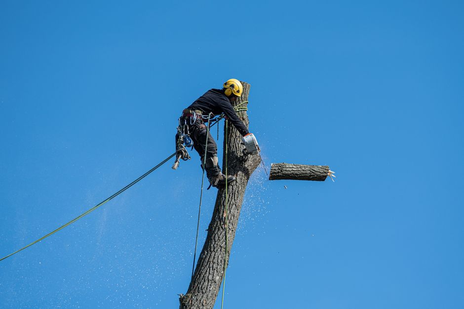 Tree Removal Cost 2026: Pricing by Size, Type, and Complexity
