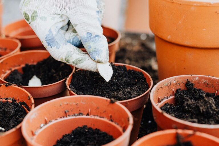 Vegetable Gardening for Beginners: A Complete First-Year Guide