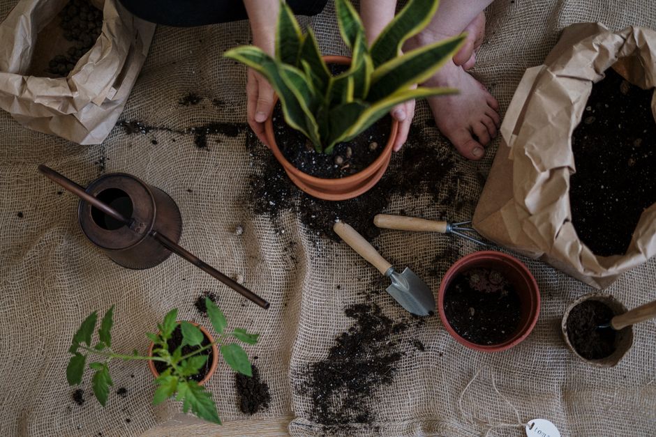 Vegetable Gardening for Beginners: A Complete First-Year Guide