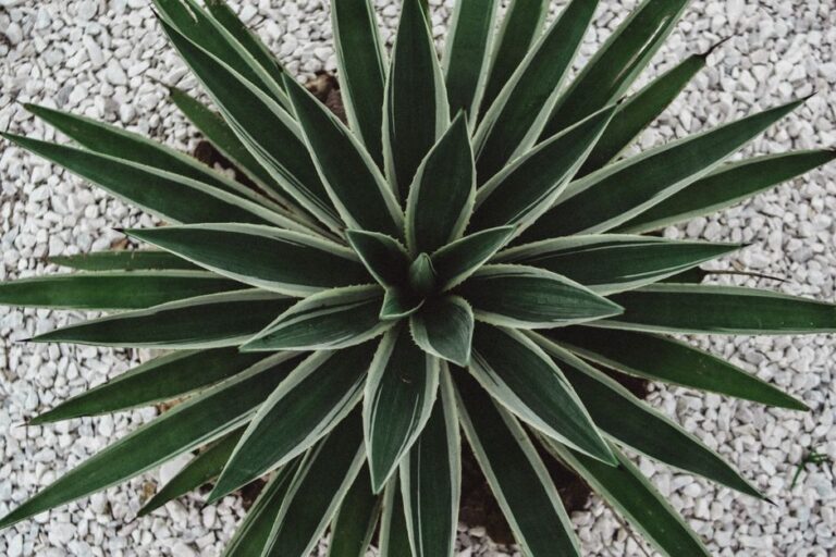 Xeriscaping: The Complete Guide to a Beautiful Low-Water Yard