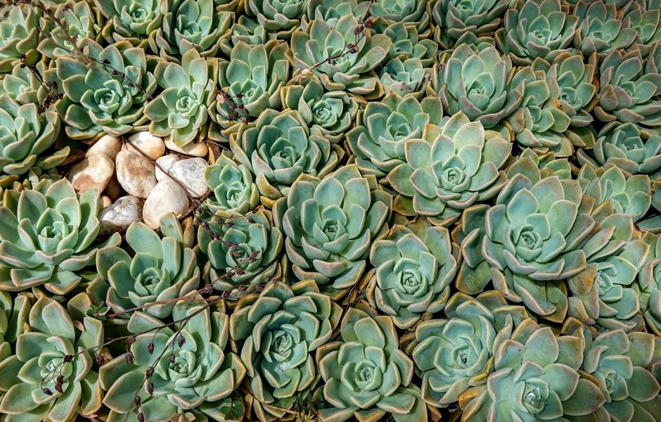 Xeriscaping: The Complete Guide to a Beautiful Low-Water Yard